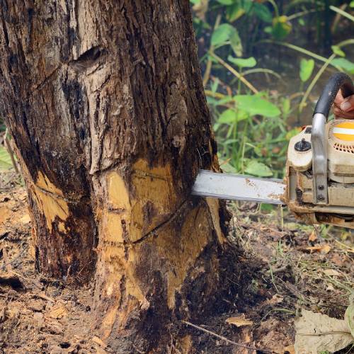 Tree Removal